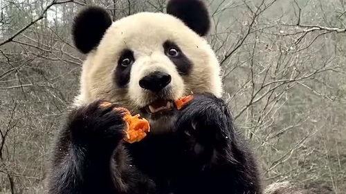 熊猫外卖吃瓜视频,揭秘美食背后的趣味故事