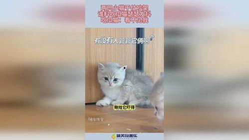 小猫吃瓜吵架图片卡通,小猫吃瓜吵架的欢乐瞬间