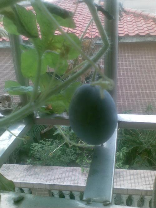 做梦上院子摘瓜吃,院子摘瓜的甜蜜回忆