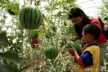 做梦上院子摘瓜吃,院子摘瓜的甜蜜回忆