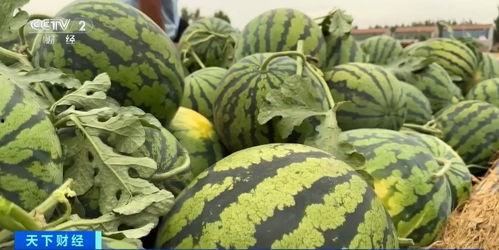 做梦上院子摘瓜吃,院子摘瓜的甜蜜回忆