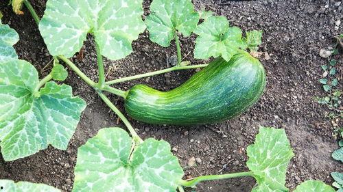 瓠瓜图片大全怎么吃,图片大全教你多样吃法