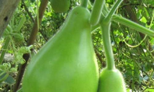 瓠瓜图片大全怎么吃,图片大全教你多样吃法