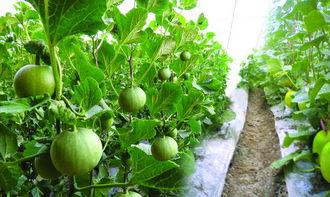 孕妇吃荷兰瓜,营养美味，助力母婴健康