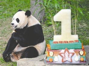 熊猫吃贝贝瓜图片大全,贝贝瓜图片大全赏鉴
