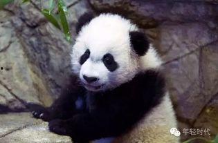 熊猫吃贝贝瓜图片大全,贝贝瓜图片大全赏鉴