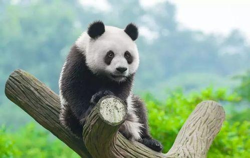 熊猫吃贝贝瓜图片大全,贝贝瓜图片大全赏鉴