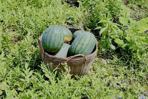 田里长的吃瓜,夏日田园的甜蜜诱惑