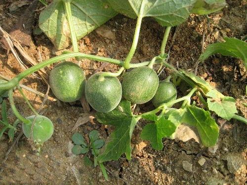 田里长的吃瓜,夏日田园的甜蜜诱惑