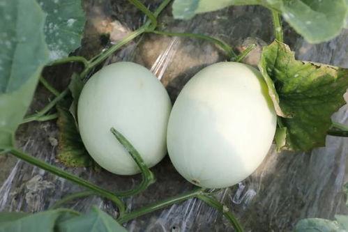 齐瓜怎么吃,解锁美味新体验