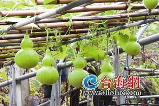 葫芦瓜怎么吃有药效