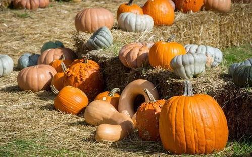 站墙角吃瓜,揭秘站墙角吃瓜的独特魅力