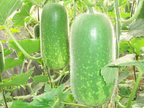 吃瓜木几舟,揭秘神秘瓜果背后的传奇故事