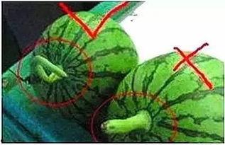 勺子吃瓜技巧图解,图解美食新体验