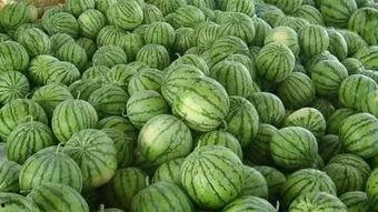 妖怪瓜地里吃西瓜,妖怪瓜里吃西瓜的神秘传说