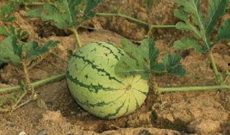 吃瓜博主路边,吃瓜博主带你领略市井百态