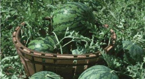 吃瓜博主路边,吃瓜博主带你领略市井百态