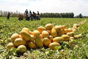 吃甘肃哈密瓜,甘肃哈密瓜的甜蜜之旅