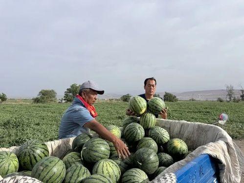 魏县水城诊所吃瓜