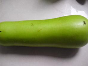 肾病吃葫芦瓜好吗,肾病患者的理想食材？