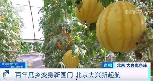 韩城抱娃吃瓜,传统习俗与现代生活的完美融合