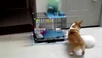 阿猫吃瓜,揭秘娱乐圈的幕后故事