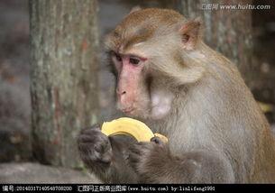 猴子吃瓜态势语,解读猴子吃瓜的趣味态势语