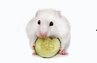 仓鼠可以吃块瓜吗,块瓜在仓鼠食谱中的地位