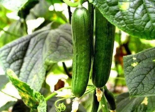 吃一支瓜,一枝瓜的奇妙之旅