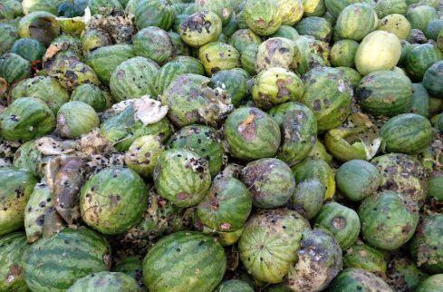 吃瓜子的瓜种,吃瓜子的瓜种大揭秘