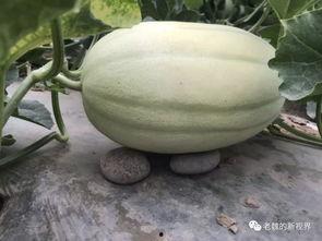 去瓜地找一个瓜吃,瓜地探险记