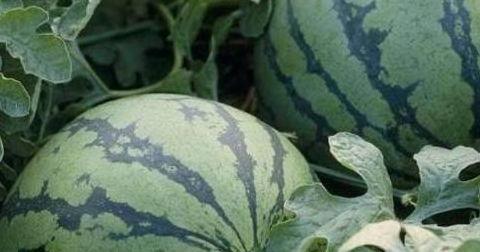 去瓜地找一个瓜吃,瓜地探险记