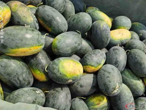 圆瓜可以怎么吃,创意烹饪法一览