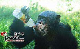 猩猩女人吃瓜,揭秘原始森林中的神秘食瓜传奇