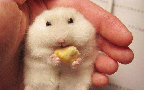 吃瓜仓鼠作者,趣味横生的宠物生活趣事