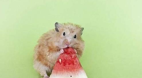 吃瓜仓鼠作者,趣味横生的宠物生活趣事