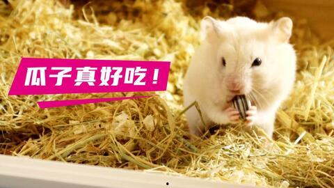 吃瓜仓鼠作者,趣味横生的宠物生活趣事