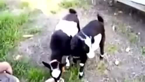 穿越嘎嘎吃瓜起点,吃瓜者的奇幻之旅