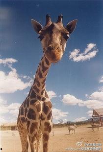 吃瓜君长颈鹿,揭秘长颈鹿的趣味生活与生态奥秘