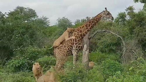 吃瓜君长颈鹿,揭秘长颈鹿的趣味生活与生态奥秘