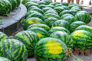 吃瓜吃货学院,解锁美食与娱乐的双重盛宴