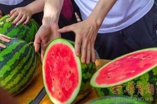 吃瓜吃货学院,解锁美食与娱乐的双重盛宴