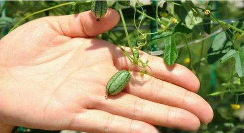 男人梦见摘瓜吃,男子摘瓜食果的奇幻之旅