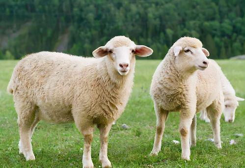 特涩羊吃瓜,一场别开生面的田园盛宴