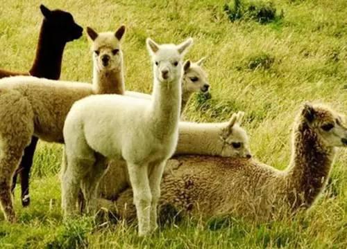 特涩羊吃瓜,一场别开生面的田园盛宴