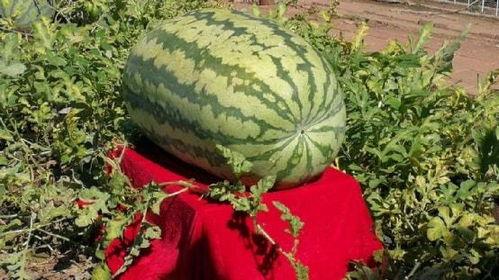 关于恐怖的吃瓜,揭秘恐怖事件的背后真相