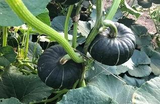 一树吃瓜,揭秘瓜果世界的奇妙之旅