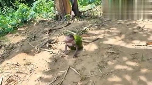 女子吃瓜像猴子,竟像猴子般灵活可爱