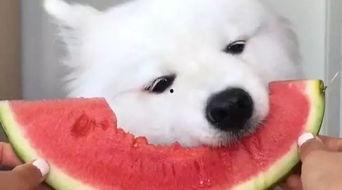 吃瓜群众出现图片,揭秘网络热图背后的故事