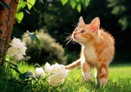 猫可以吃瓠子瓜,瓠子瓜，猫咪的新宠？